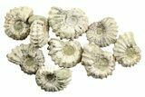 1 3/4" Tractor Ammonite (Douvilleiceras) Fossils - Photo 4
